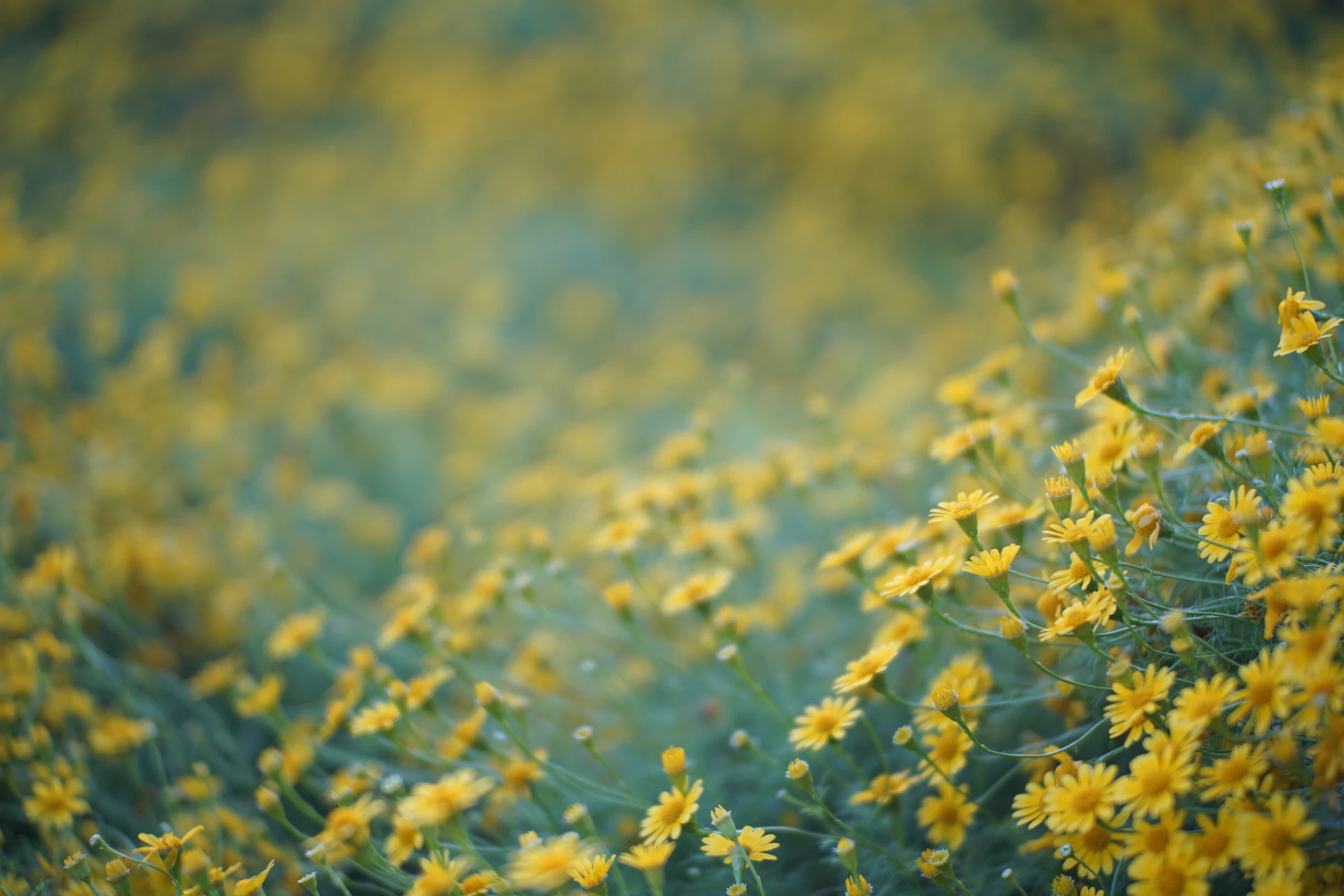 a field of yellow flowers