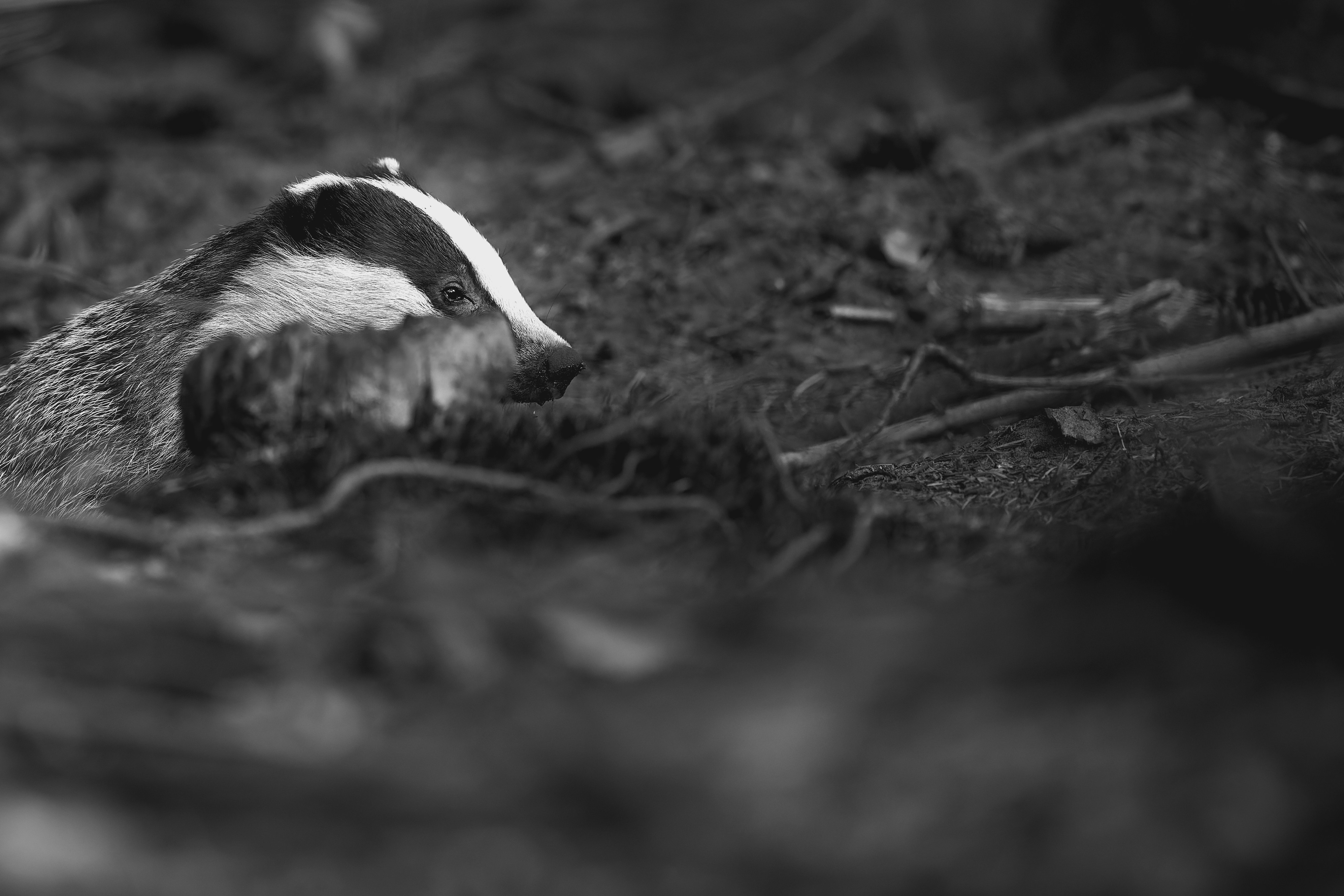 a small animal in the dirt