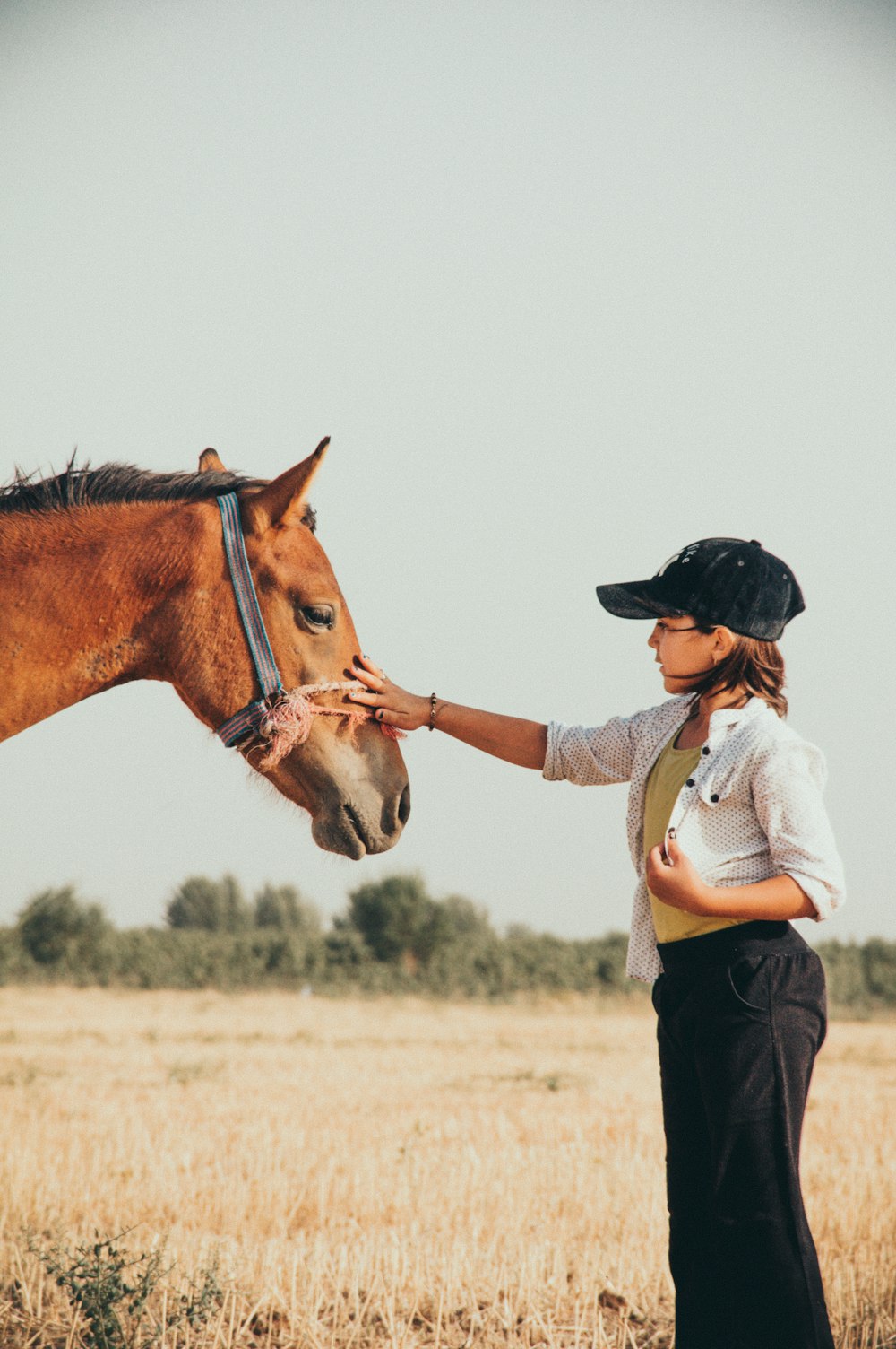 a person petting a horse