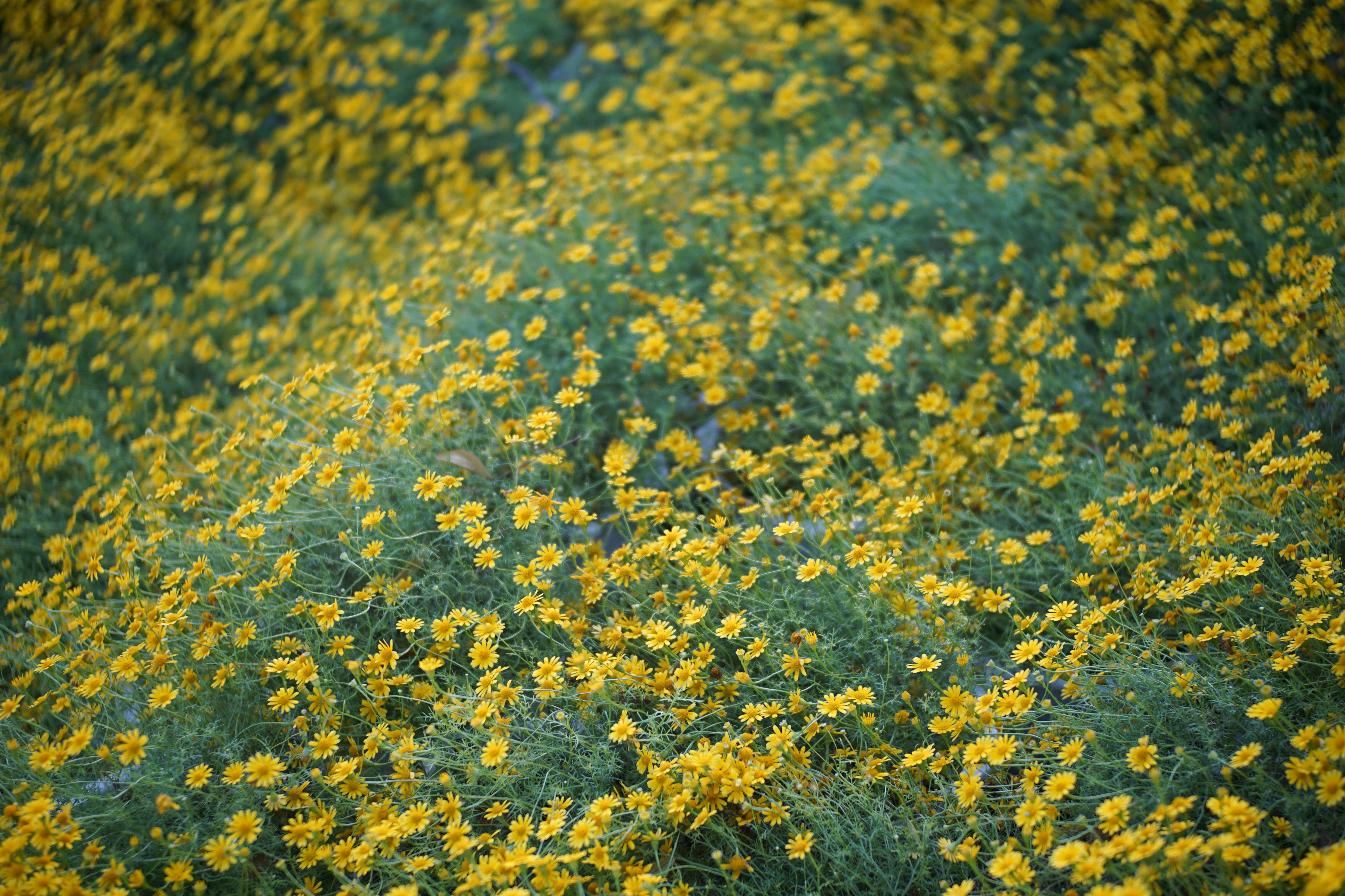 pollen allergy landscape, wallpaper, Allergies in High Pollen Areas: A Comprehensive Guide 4