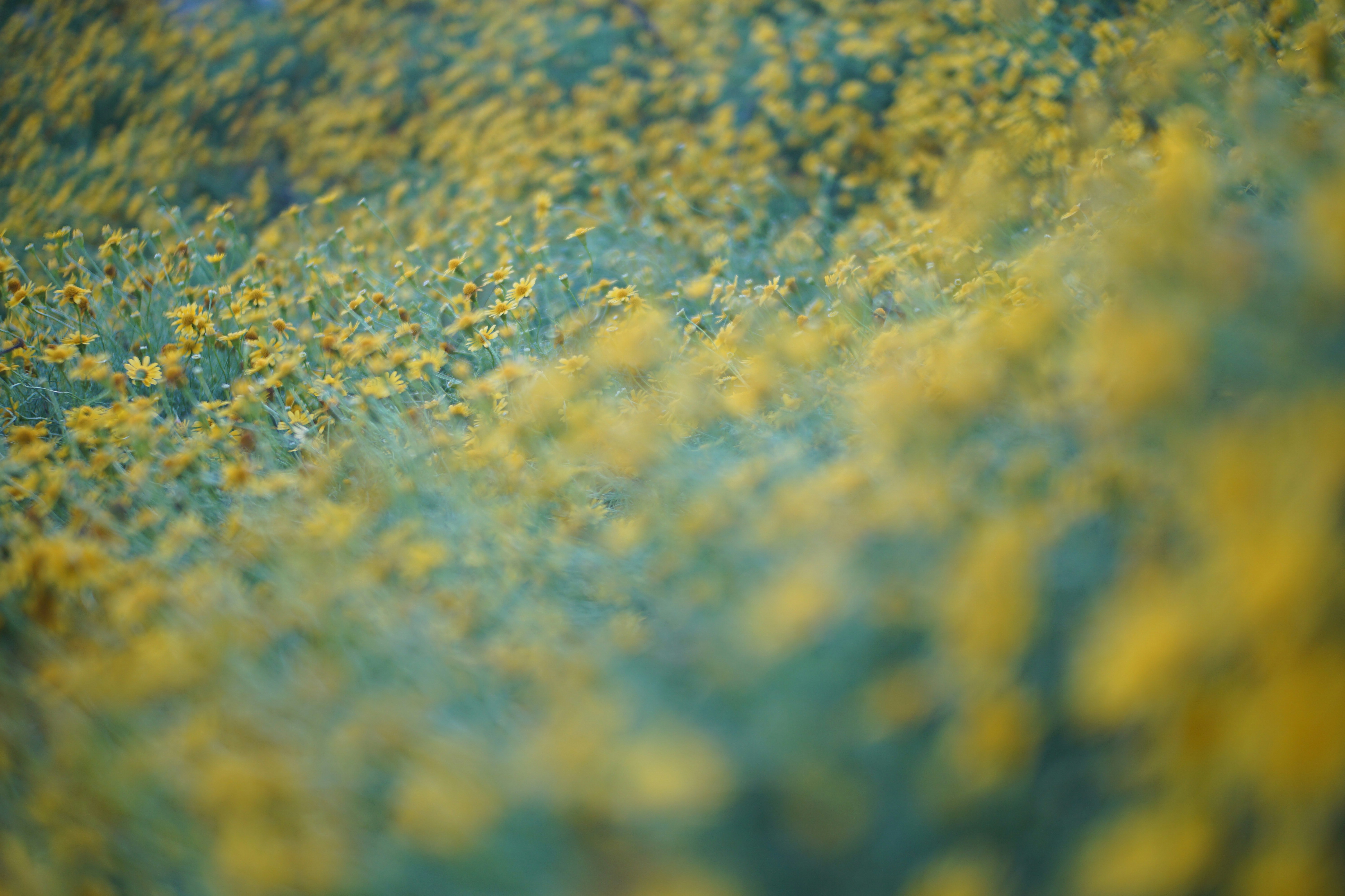 Photo by hanhquynhphoto