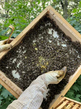 Beekeeper gently holding a queen bee inside a hive on São Jorge island.
