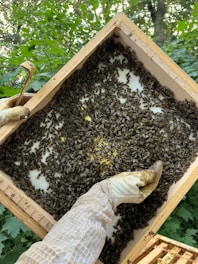 A beekeeper holding a wooden frame filled with a large number of bees. The beekeeper is wearing protective gloves and a mesh jacket. The background is filled with green foliage, suggesting an outdoor setting.