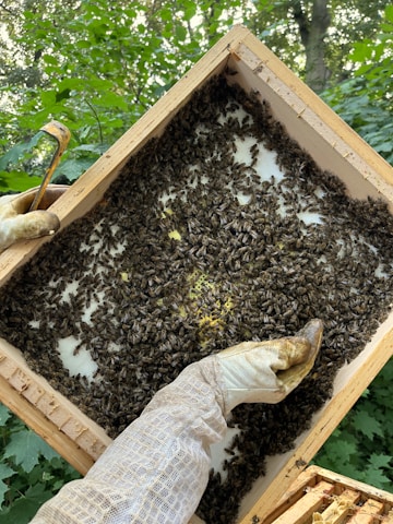 A beekeeper holding a wooden frame filled with a large number of bees. The beekeeper is wearing protective gloves and a mesh jacket. The background is filled with green foliage, suggesting an outdoor setting.