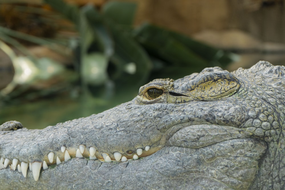 a lizard on a rock