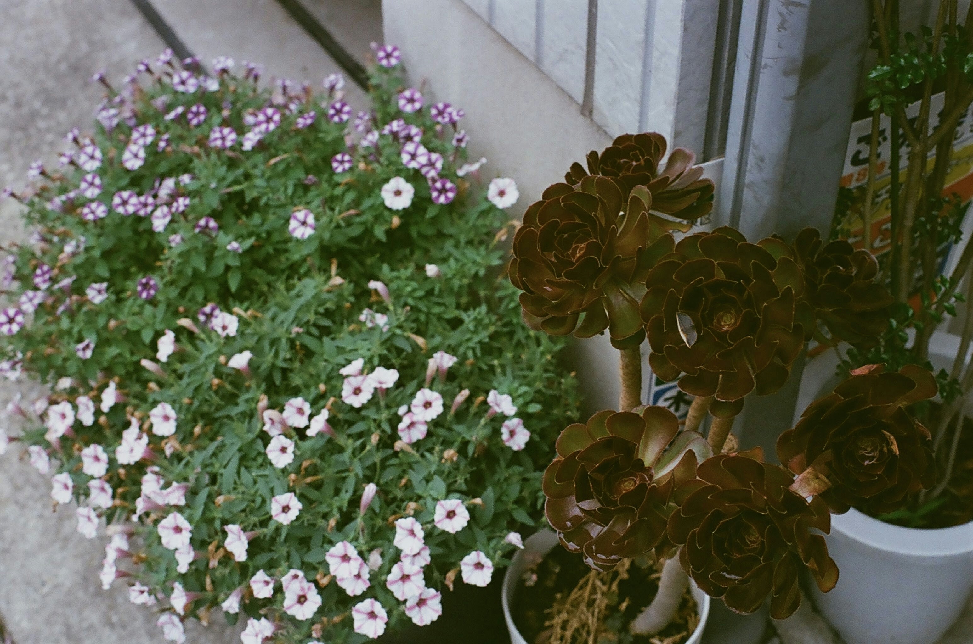 Photo by jam1leoi5