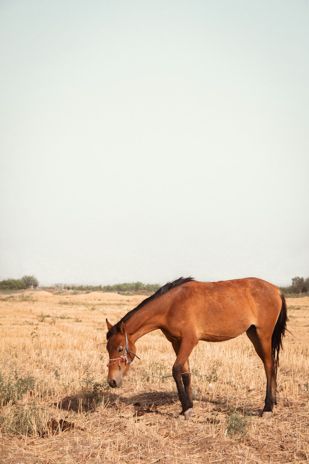 a horse in a field