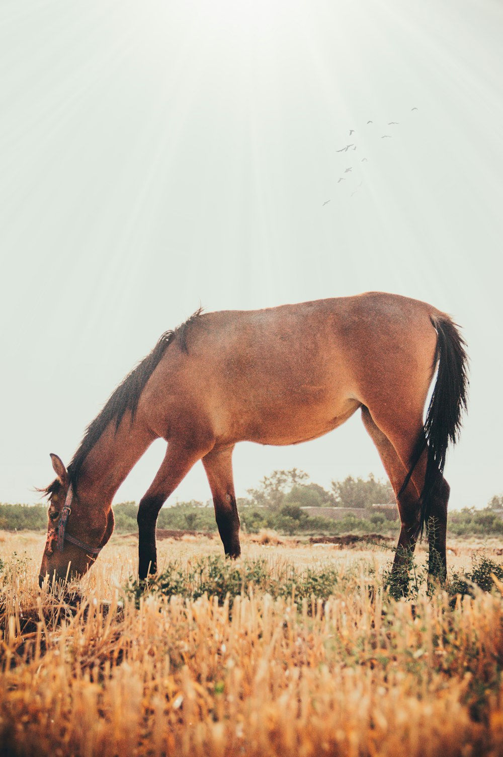 a horse eating grass