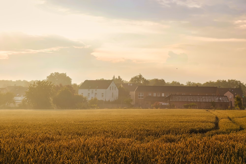 a field of grass with buildings in the background