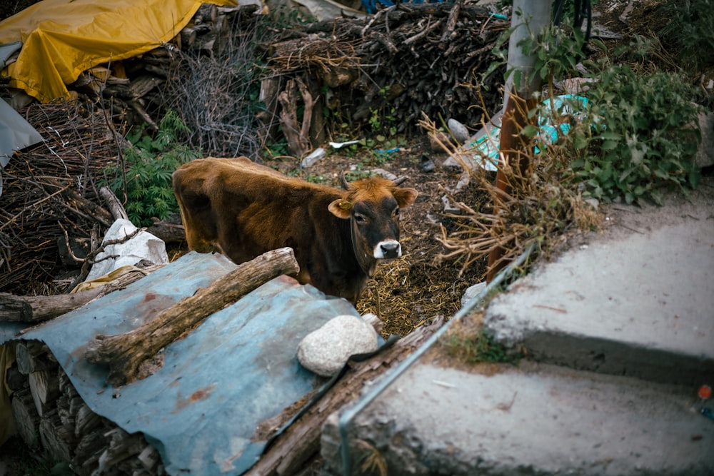 a cow stands in a dirty area