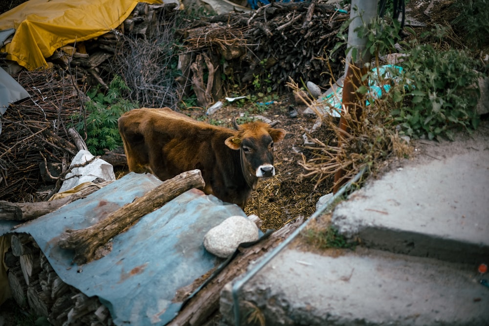 une vache se tient debout dans une zone sale