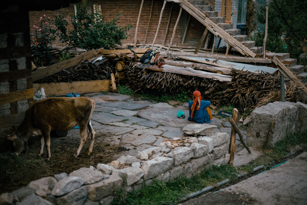 a cow and a person outside