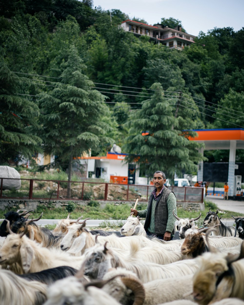 a person standing in front of a group of horses