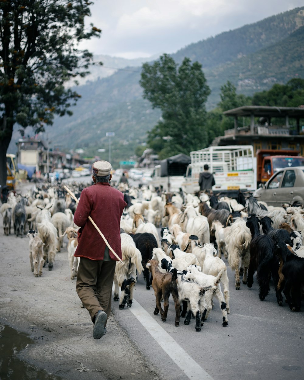 a person walking with a herd of sheep