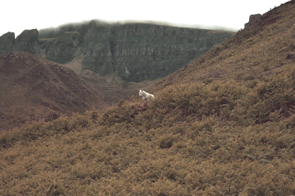 a dog on a hill