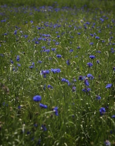 a field of blue flowers