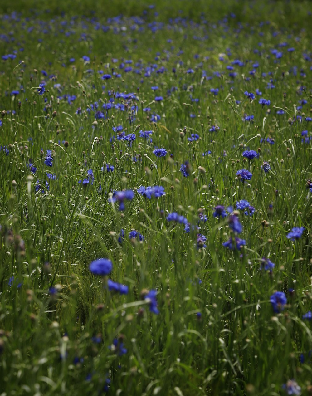 a field of blue flowers