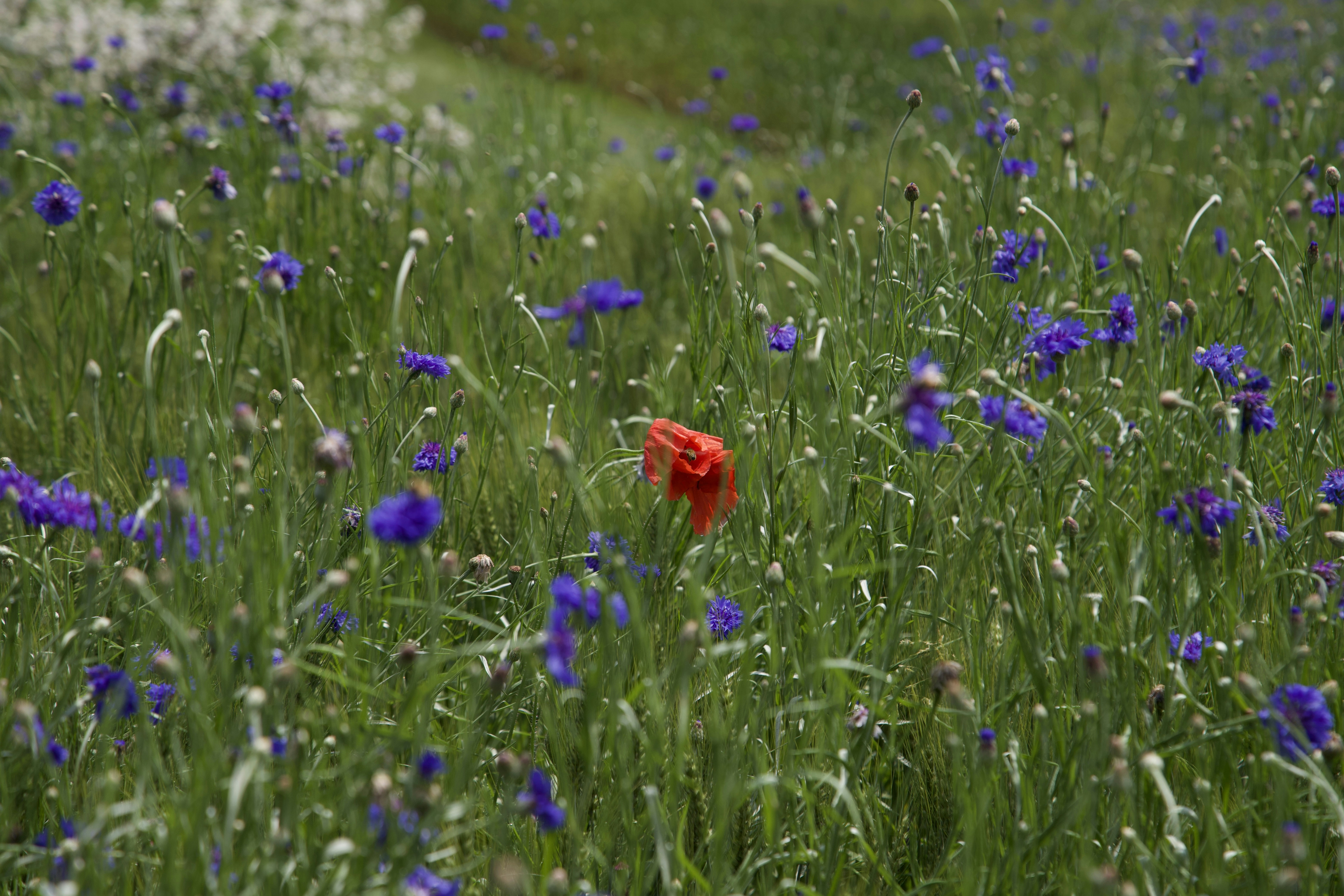 a red flower in a field of blue and purple flowers