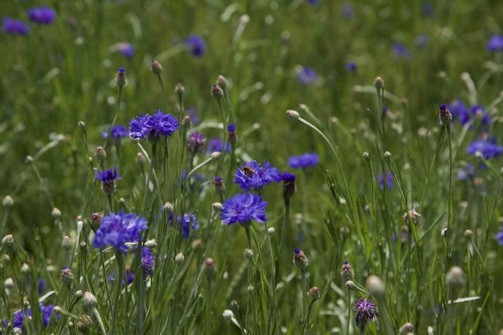 a field of purple flowers