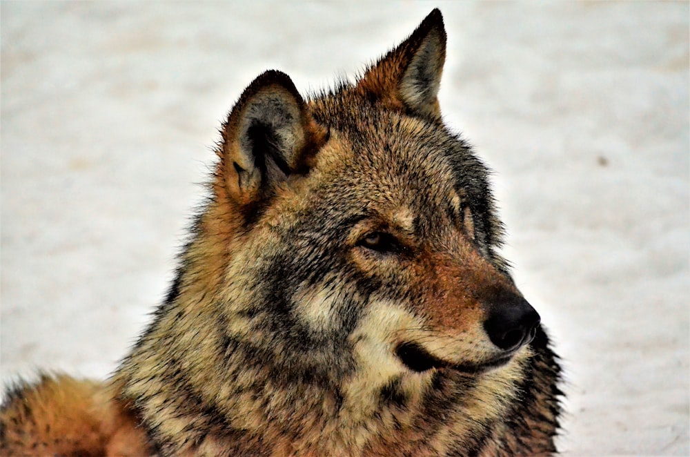 a close up of a wolf