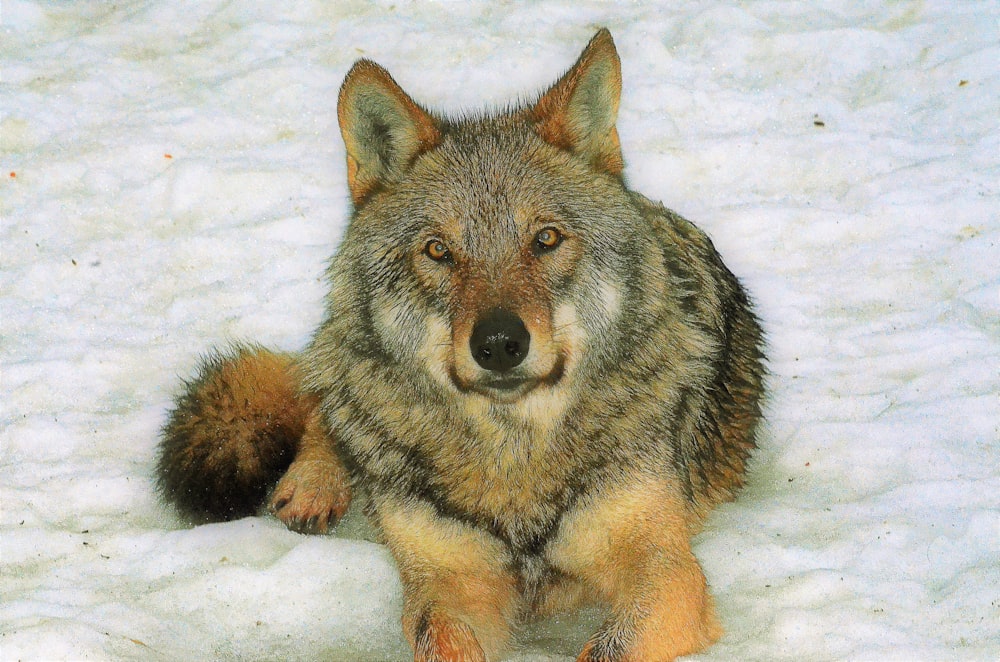 a brown and black dog lying in the snow