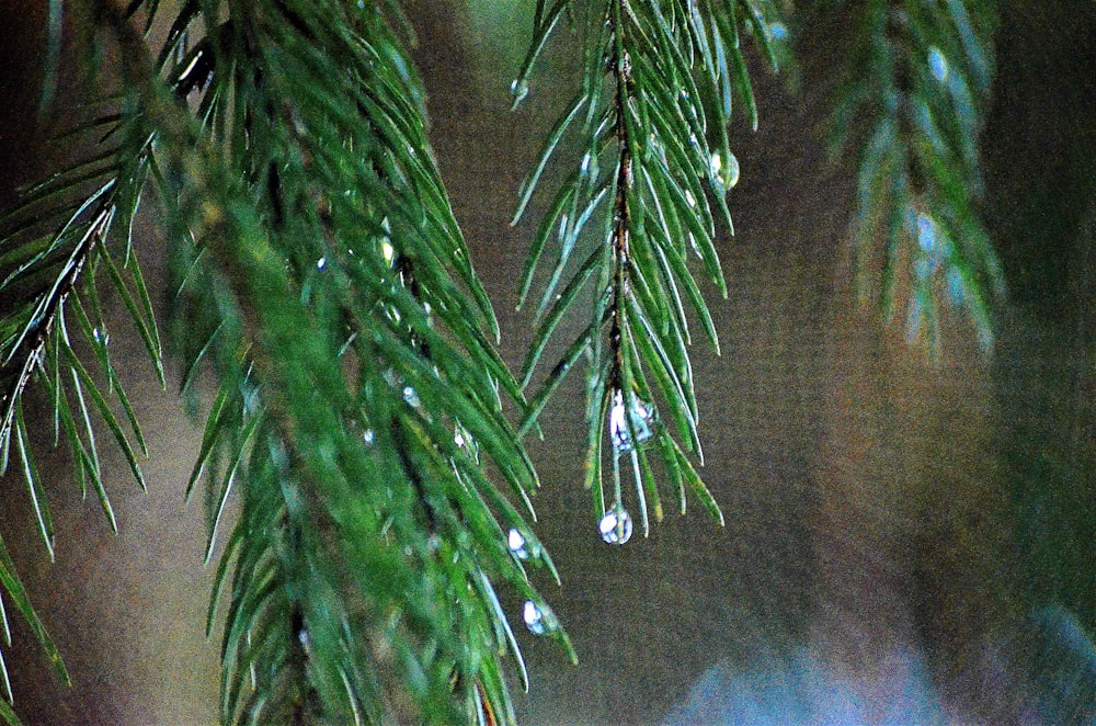 a close up of a tree