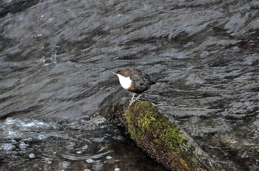 a bird standing on a rock in the water