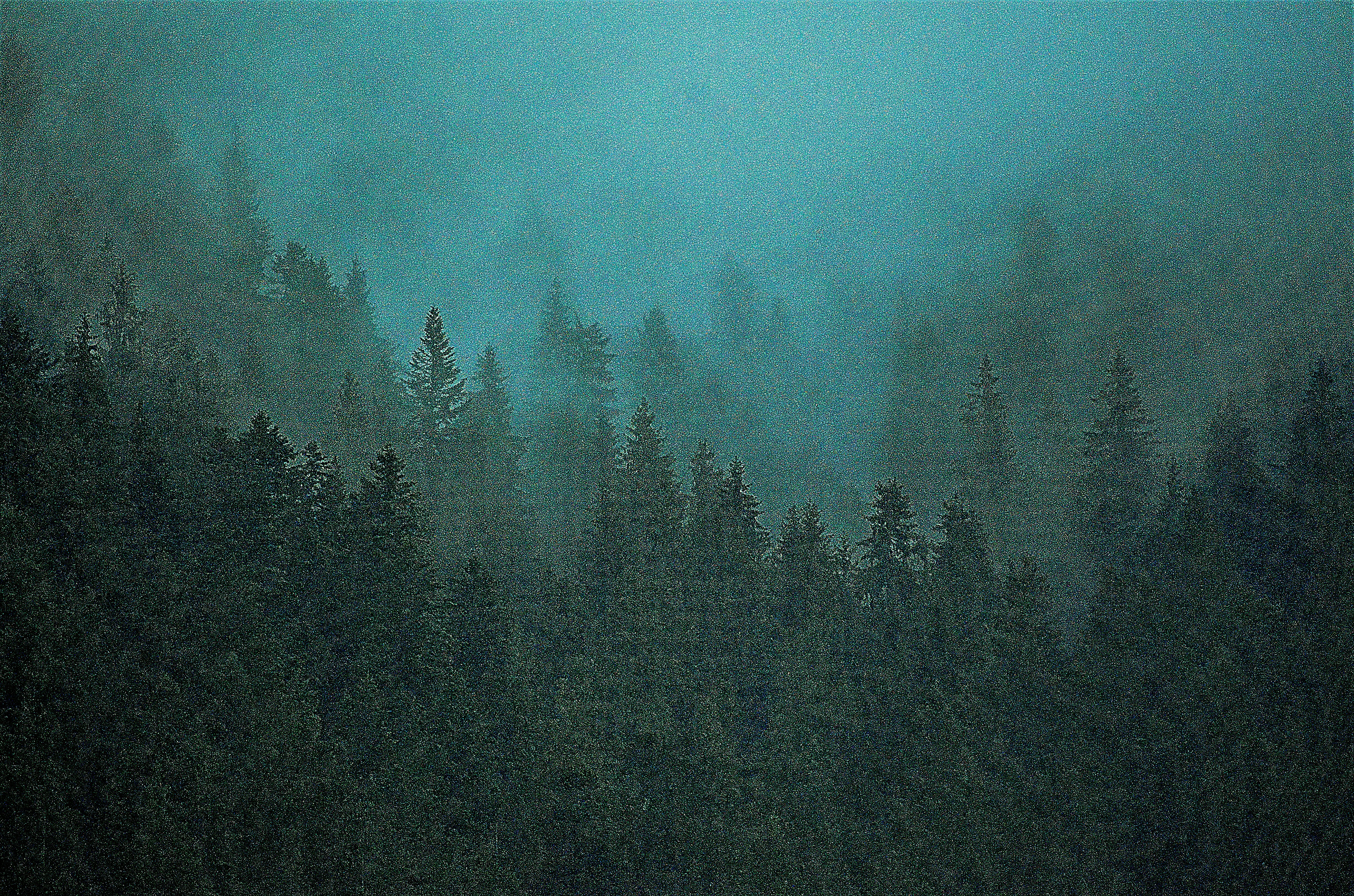 forest soundscape wallpaper, wallpaper, Record Nature Sounds: A Guide to High Quality 5