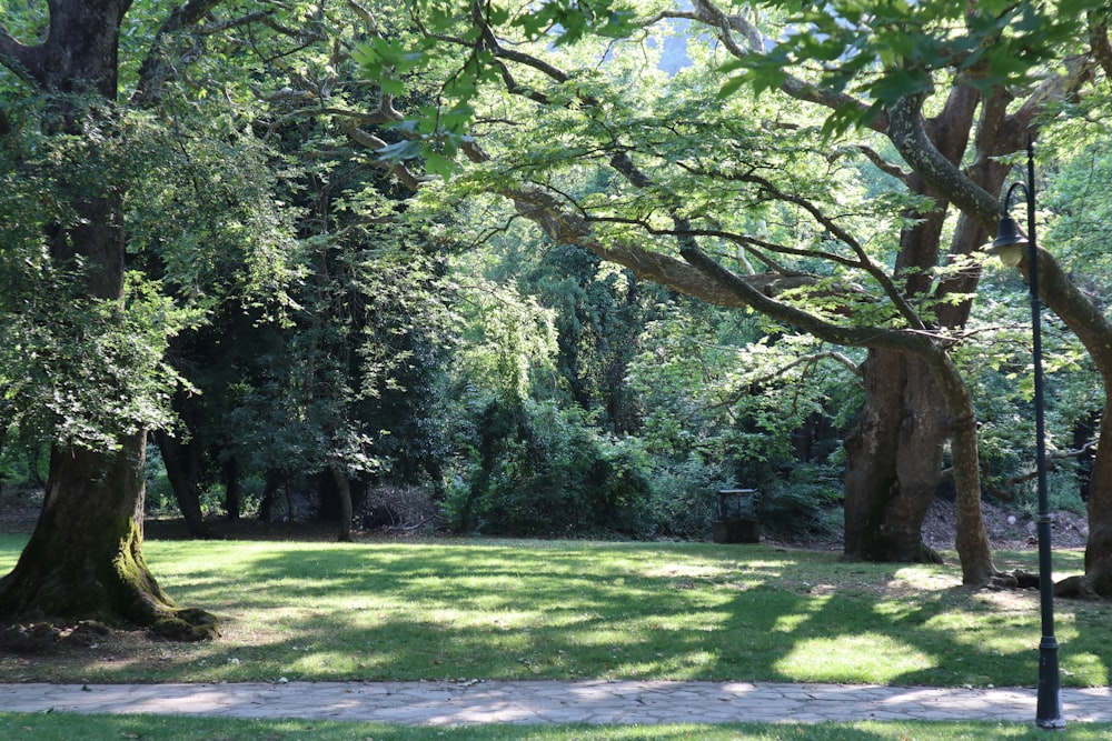 a grassy area with trees around it