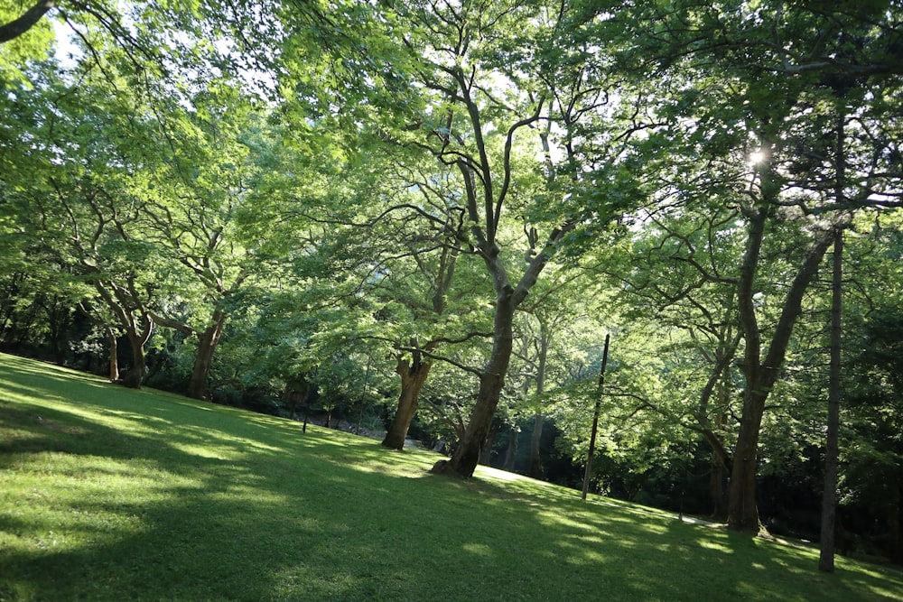 a grassy area with trees around it