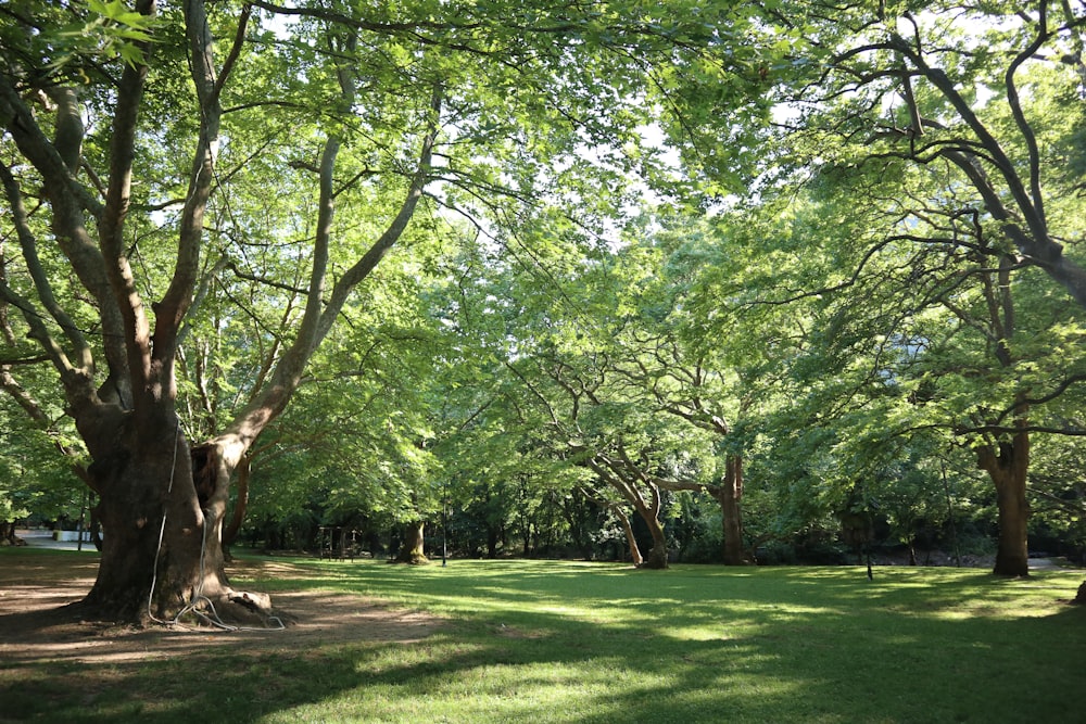 a grassy area with trees in the back