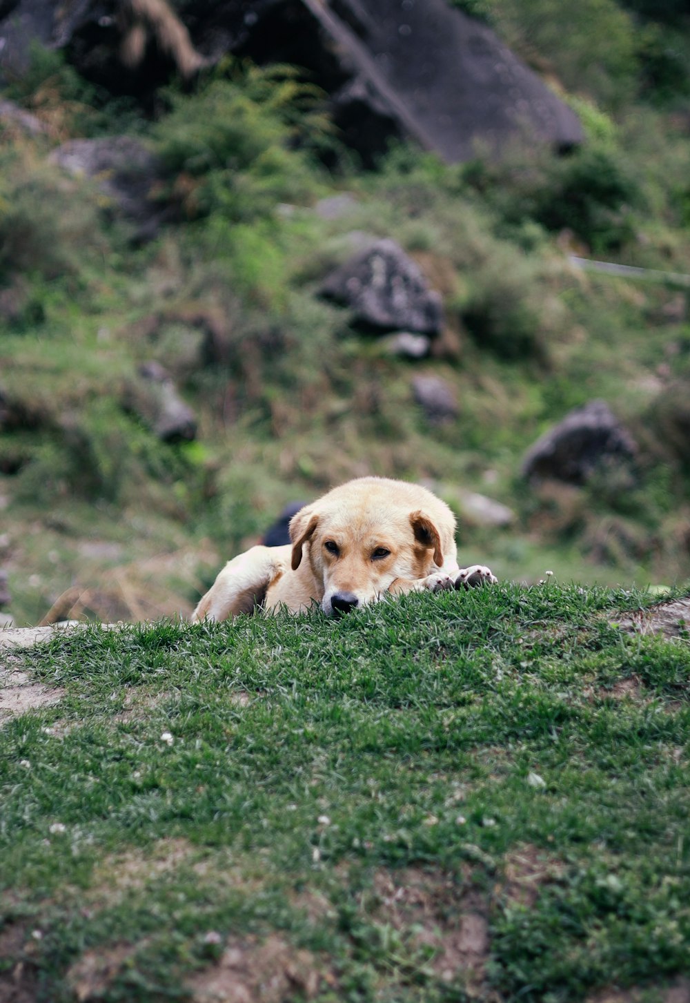 a dog lying in the grass