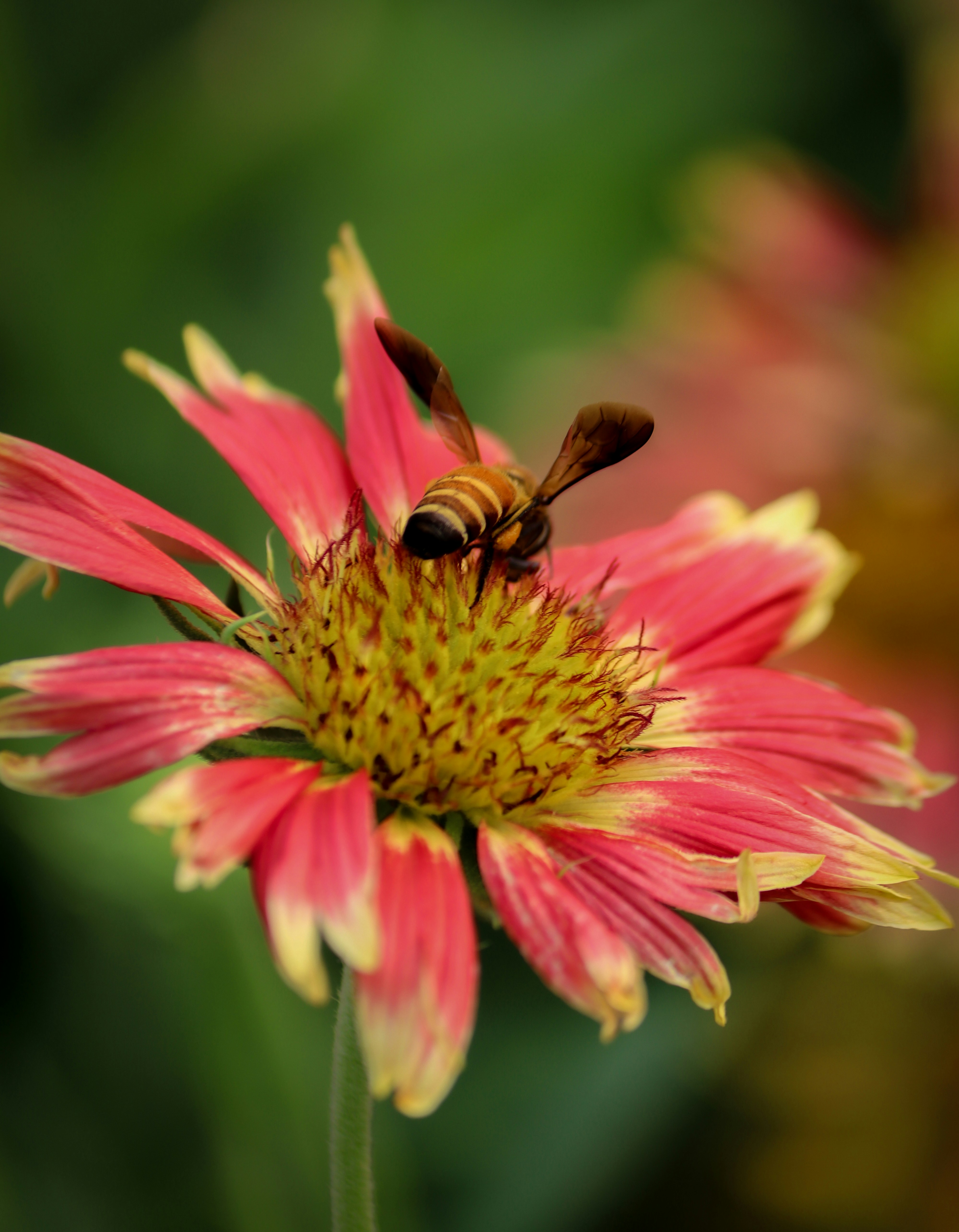 Photo by tekbahadur_rock