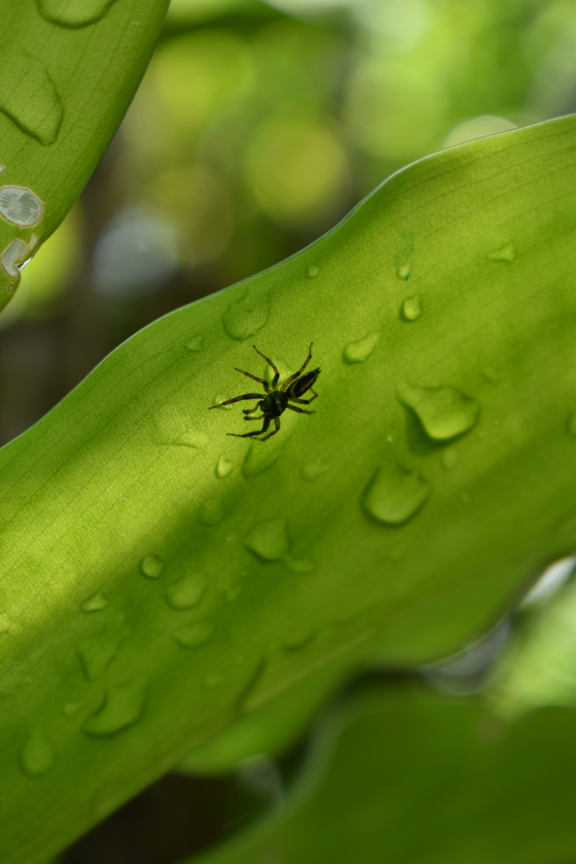 a spider on a leaf