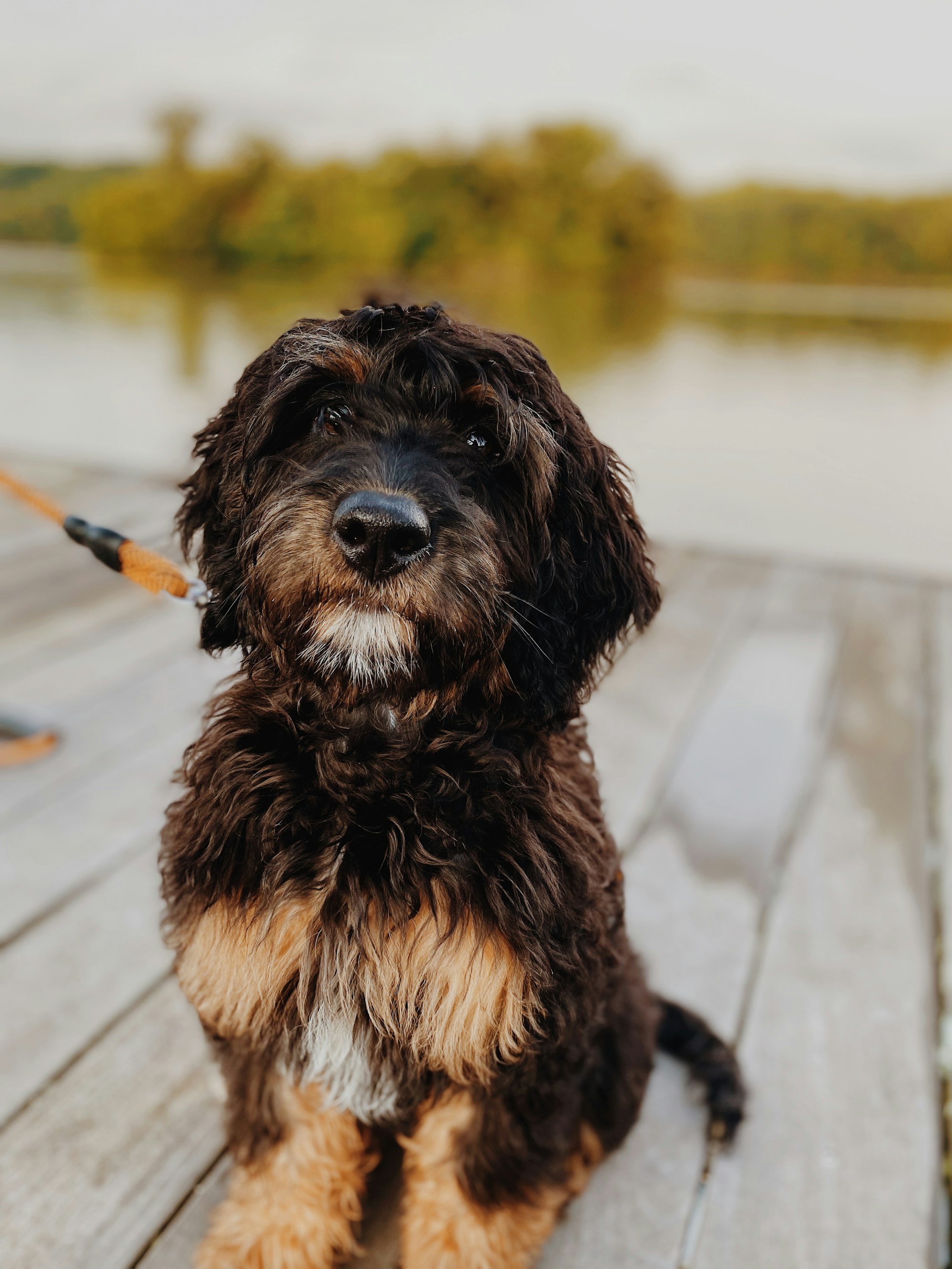 a Black and gold Sheepadoodle dog sitting on a deck