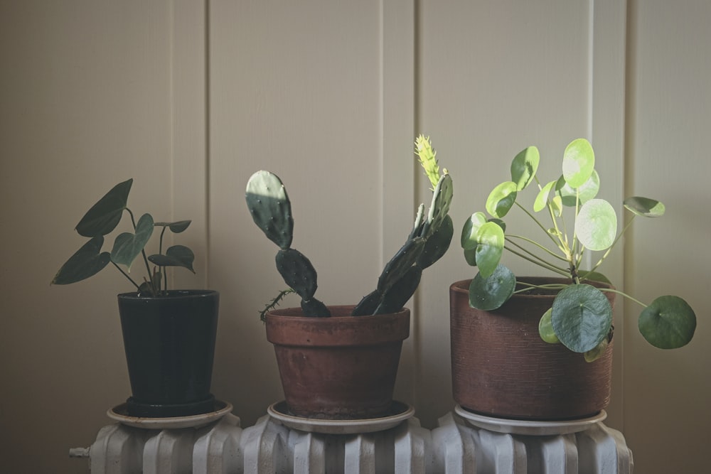 a group of potted plants