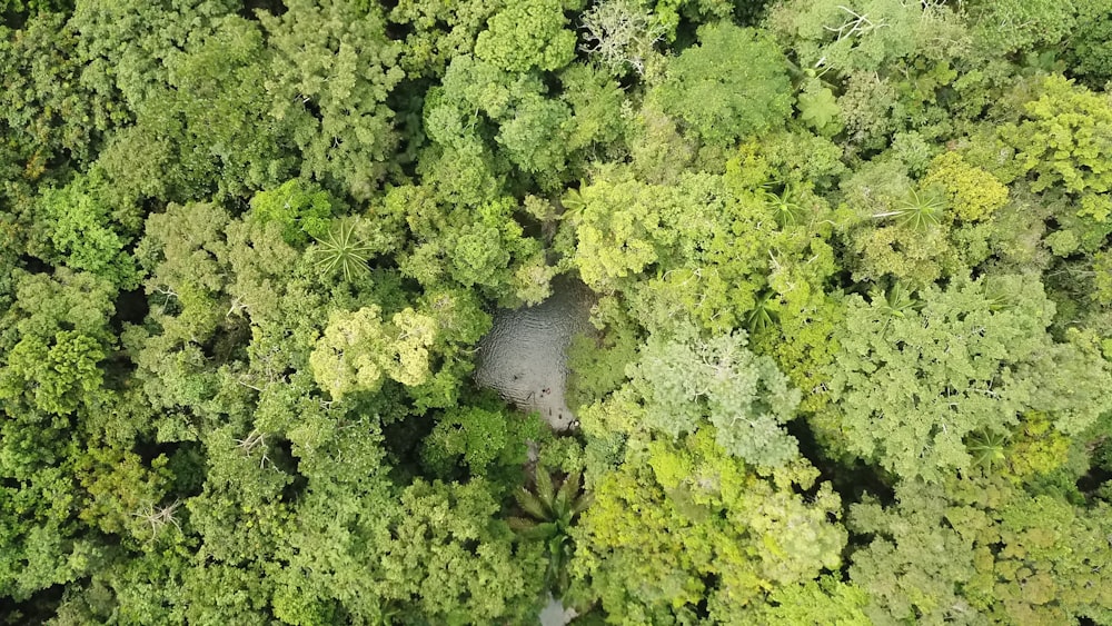 a large group of trees