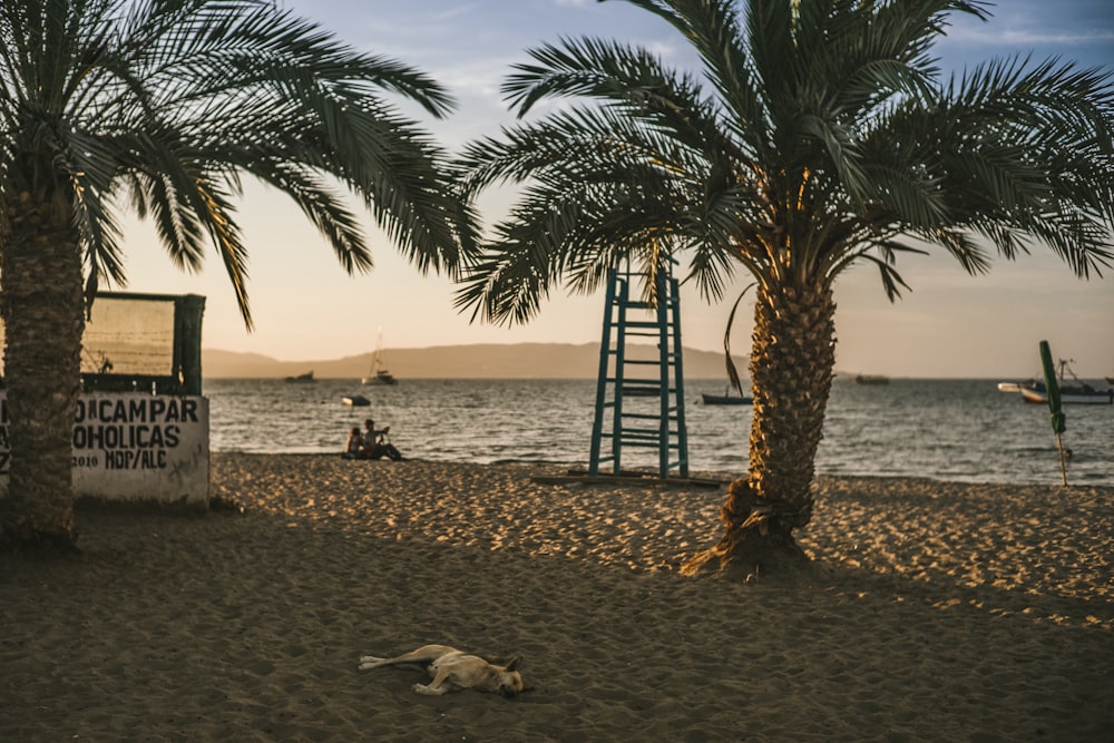 a dog lying on the beach