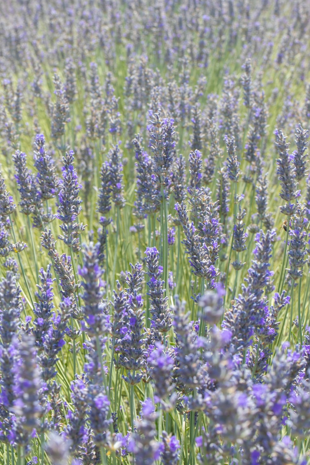 Un campo de flores púrpuras