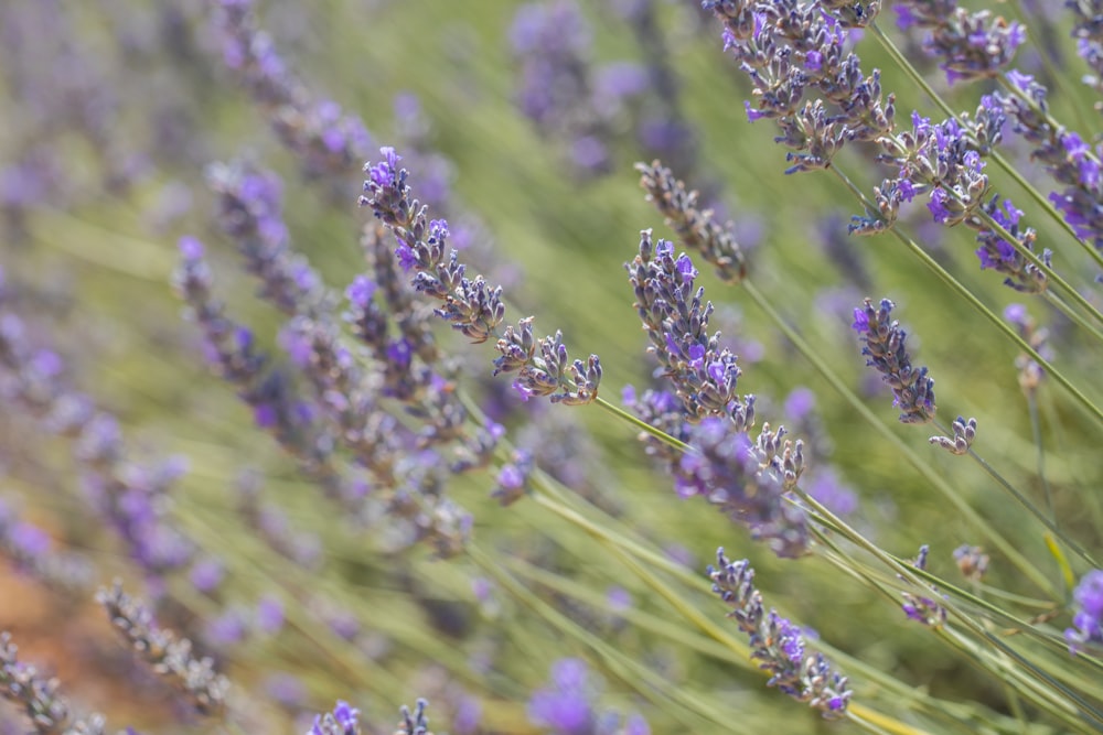 a close up of purple flowers