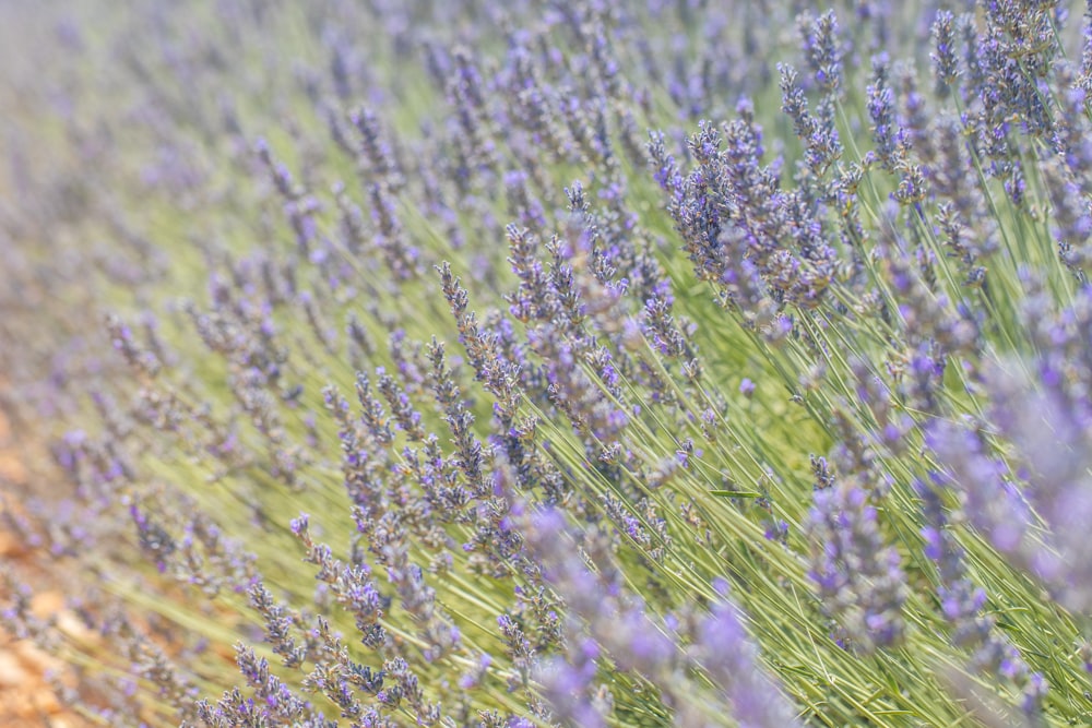 a field of purple flowers