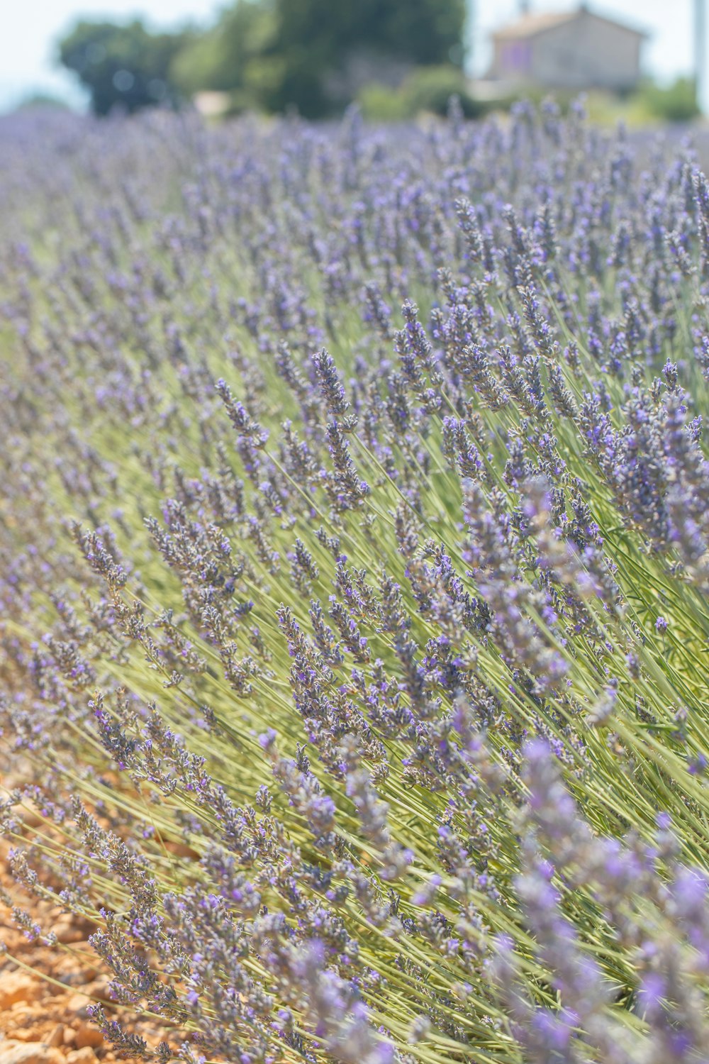 a field of purple flowers