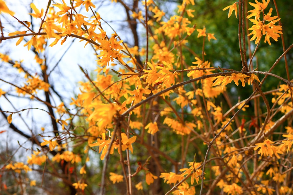 a tree with yellow leaves