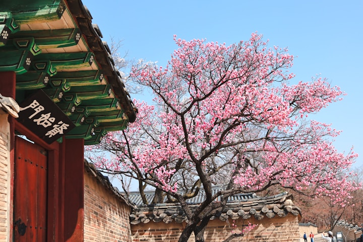 a tree with pink flowers