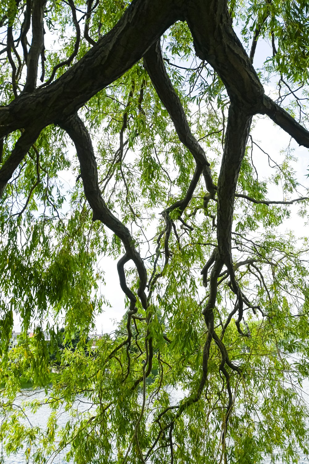 a tree with many branches