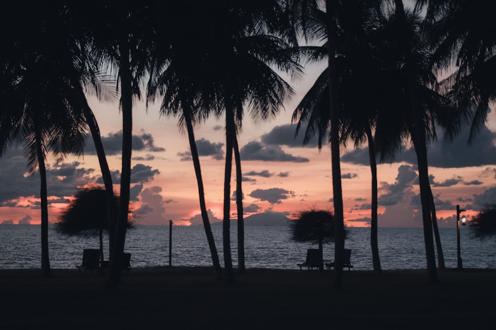 a beach with palm trees and the ocean in the background