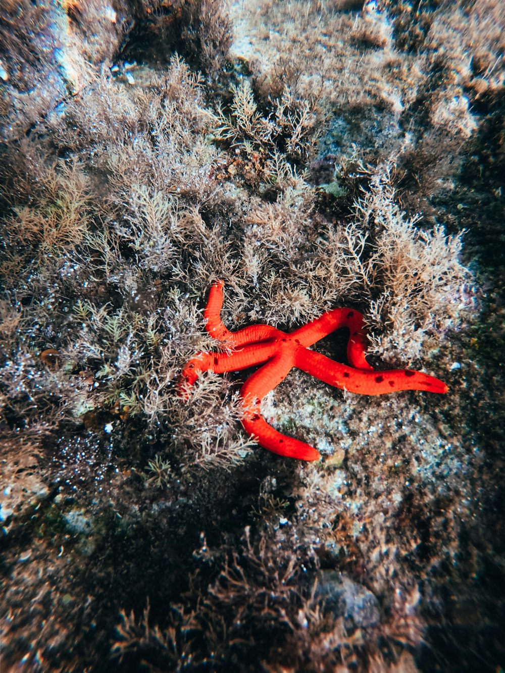a red starfish on a rock