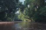 a river with trees on the banks