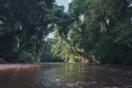 a river with trees on the banks
