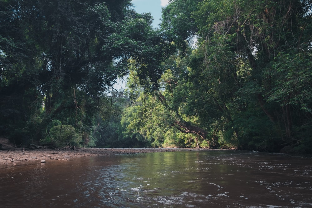 a river with trees on the banks